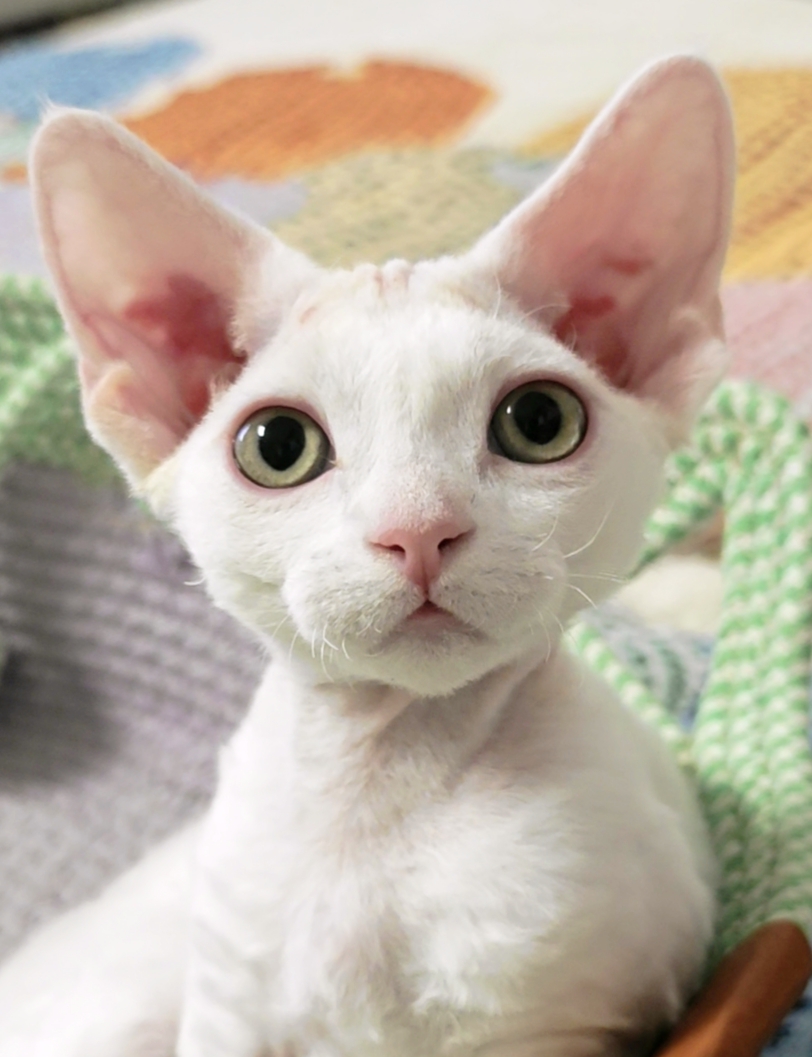 待售德文小母猫｜3月龄纯白“粘人精”找新家